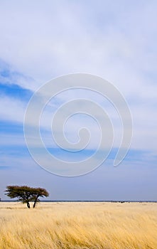 Single tree in savannah