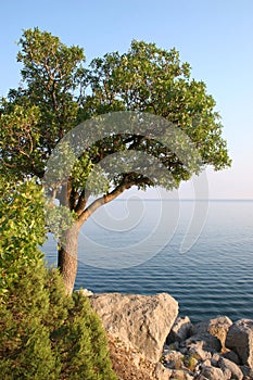 A single tree on the sea shore