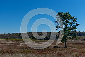 Single Tree in Shenandoah National Park\'s Big Meadows