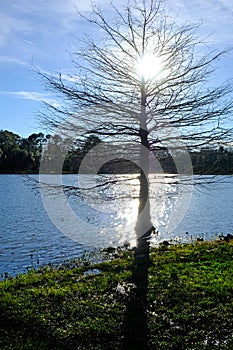 Single tree on a shore of lake