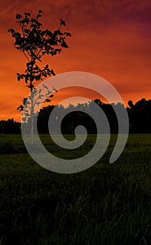 Single tree silhouette