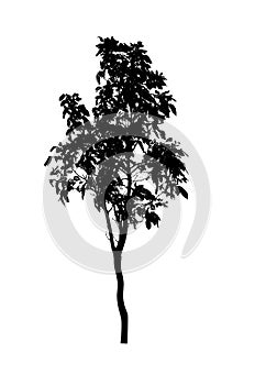 Single of tree silhouette on white background