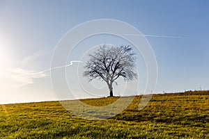 Single tree siluette on grass field against blue sky photo