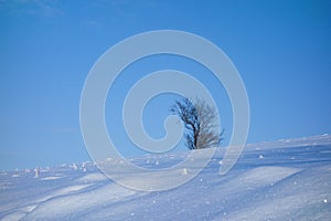 Single tree in snow covered field.