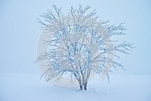 Single tree snow-covered and frozen in icy cold and foggy winter nature