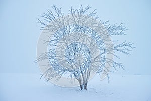 Jediný strom a mrazené v ľadový studený a hmlistý príroda 