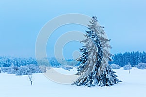 Single tree in the snow High Vens, Belgium