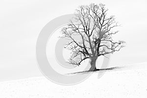 Single tree in a snow-white English landscape