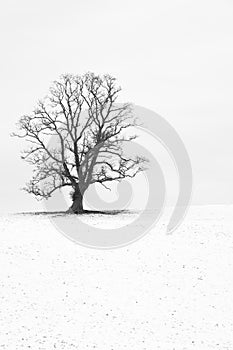 Single tree in a snow-white English landscape