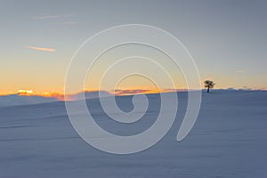 Single tree on snowy meadow at sunset