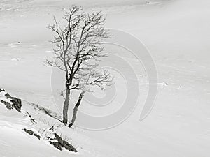 Single tree on a snowy mountain slope