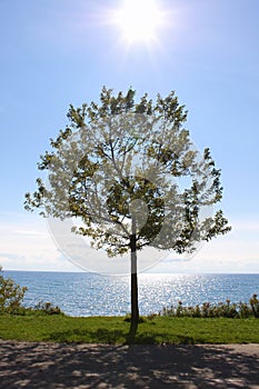 Single tree and a sparkling blue lake