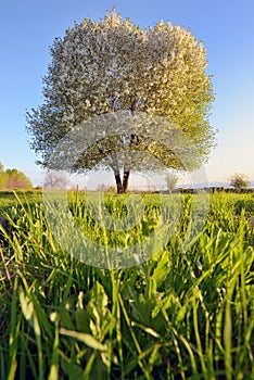 Single tree in spring