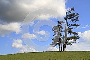 Single tree standing alone in a field