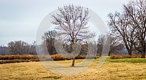 Single Tree standing alone in a field