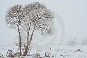 Single tree standing alone in winter
