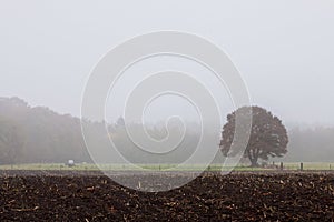 Single tree standing in the countryside