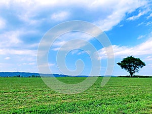 A single tree standing in an open field