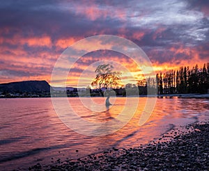 Single tree standing in a tranquil body of water with snowy mountains in the background