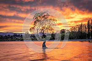 Single tree standing in a tranquil body of water with snowy mountains in the background