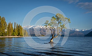 Single tree standing in a tranquil body of water with snowy mountains in the background