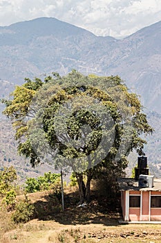 A single tree stands alone at Batase Dada, Tansen, Palpa, Nepal