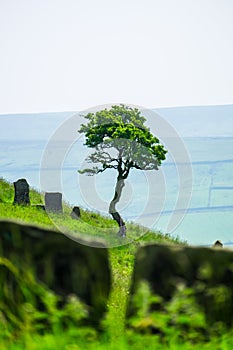 Single tree and stile at Wycoller Counrty Park