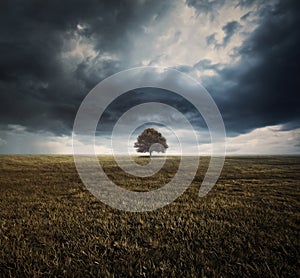 Single tree and storm clouds