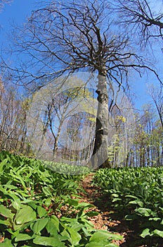 Single tree in strange perspective