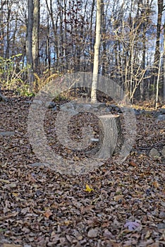 Single Tree Stump Surrounded By Nature In Forest Environment.