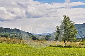 Single tree in summer stands alone in the mountains in Bieszczady, Bieszczady National Park, beautiful view