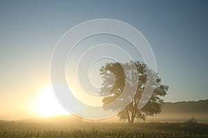 single tree on a sunny foggy morning the silhouette of a tree on a field against a blue sky in misty autumn weather during sunrise