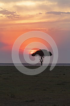 Single tree at sunset on the savannah in Africa