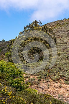 Single tree surrounded by green bushes in the mountains of Gran Canaria