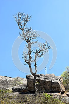 SINGLE TREE ON TOP OF THE HILL