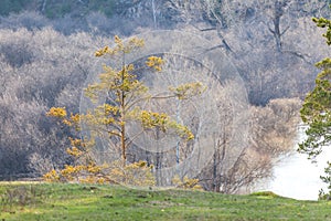 Single tree on top of the hill on a sunny day. Lonely tree on top of the mountain with spring forest in the background