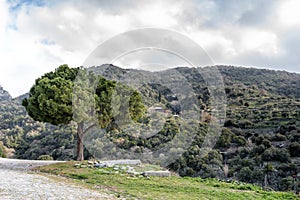 Single tree on the top of a mountain