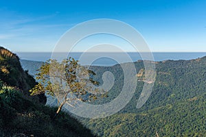 A single tree a the top of the mountain