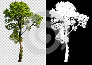 Single tree on transparent picture background with clipping path, single tree with clipping path and alpha channel on black photo