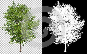 Single tree on transparent picture background with clipping path, single tree with clipping path and alpha channel on black