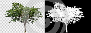 Single tree on transparent picture background with clipping path, single tree with clipping path and alpha channel on black