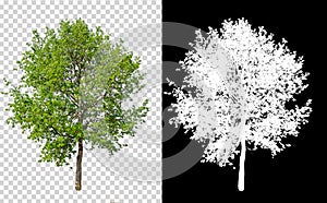 Single tree on transparent picture background with clipping path, single tree with clipping path and alpha channel on black