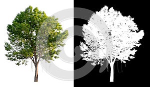 Single tree on transparent picture background with clipping path, single tree with clipping path and alpha channel on black