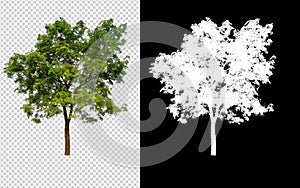 Single tree on transparent picture background with clipping path, single tree with clipping path and alpha channel on black