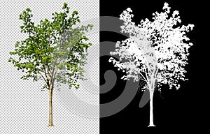 Single tree on transparent picture background with clipping path, single tree with clipping path and alpha channel on black