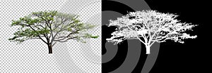 Single tree on transparent picture background with clipping path, single tree with clipping path and alpha channel on black