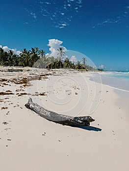 Single tree trunk on a pristine white sandy beach