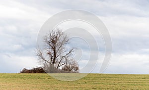 A single tree up a hill