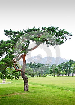 Single tree in a valley against mountains