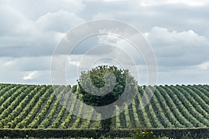 Single tree and vineyard